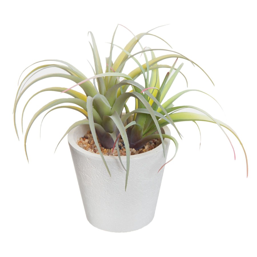 D Cor & Pillows * | Outlet Sale Air Plant With White Planter, 6