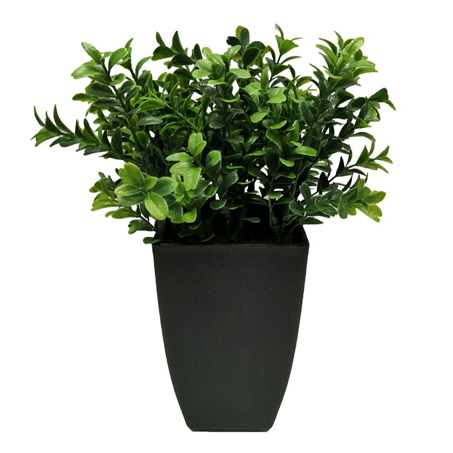 D Cor & Pillows * | Exclusive Boxwood Plant With Square Black Planter, 12