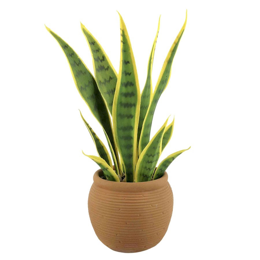 D Cor & Pillows * | Exclusive Sansevieria With Brown Planter, 17