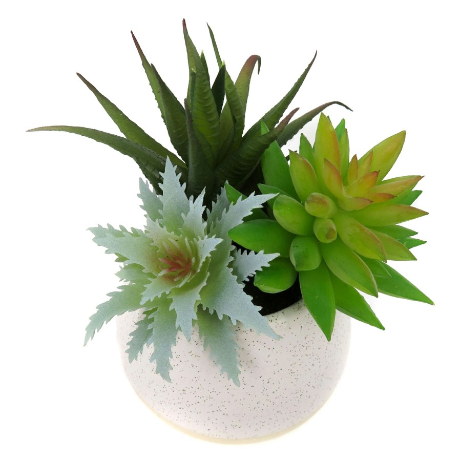 D Cor & Pillows * | Outlet Sale Mixed Succulent In White Pot, 6