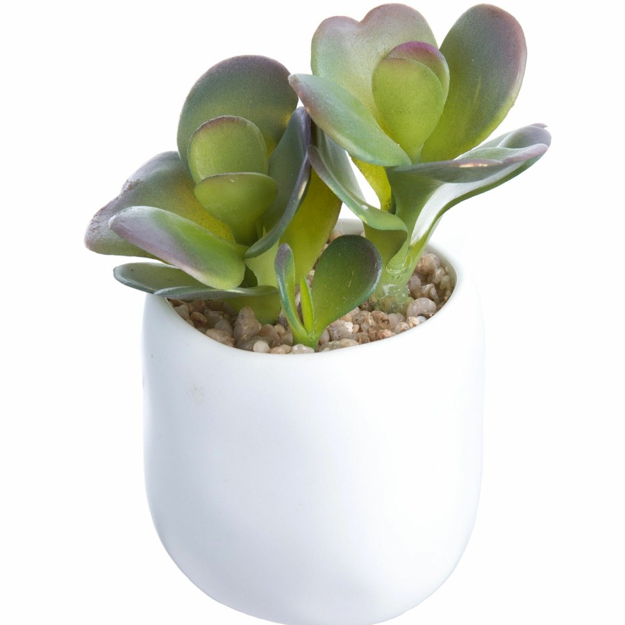 D Cor & Pillows * | Low Price Aloe With White Ceramic Planter, 4.5